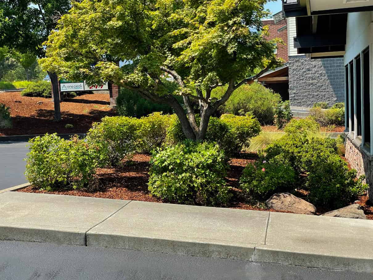 Pruning Services image
