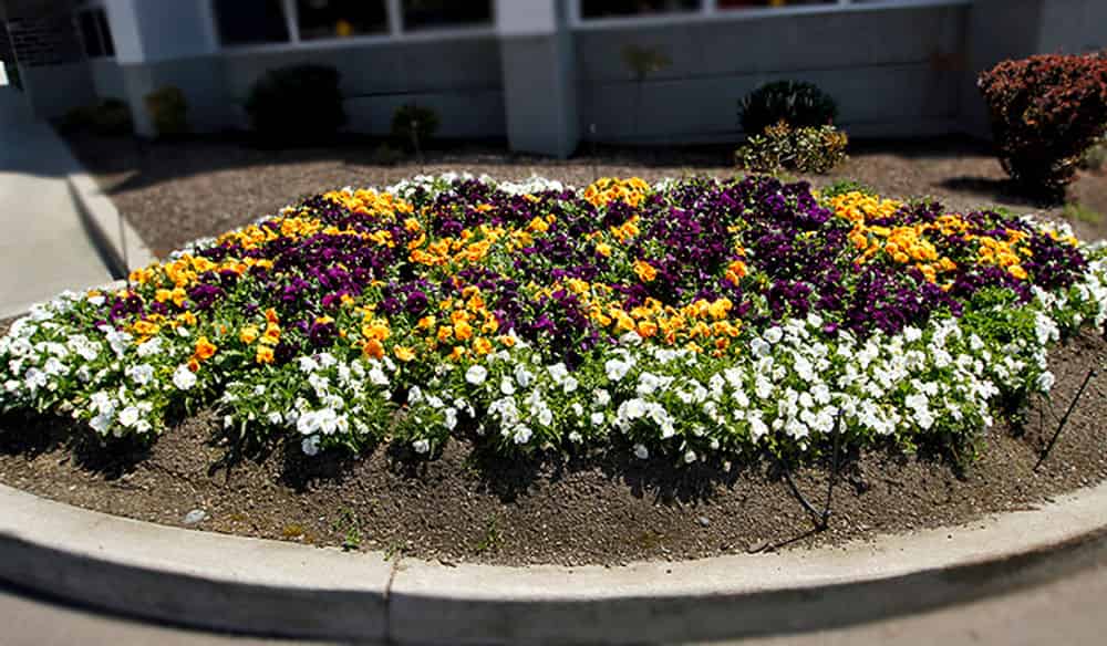 Flower Designs Services image