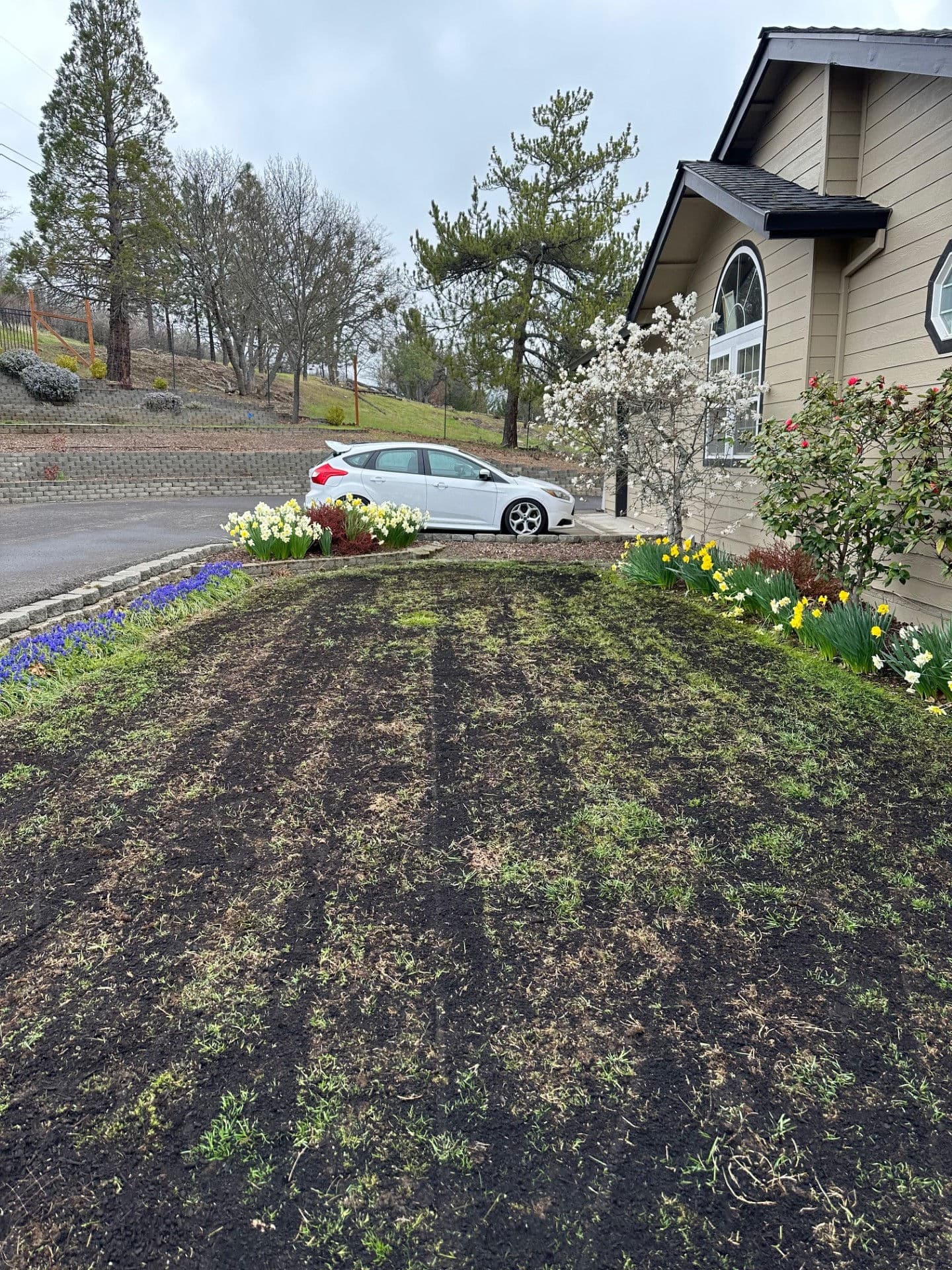 Lawn Transformation in Medford Adds Vibrant Curb Appeal